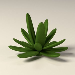 suculent01