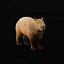 Capybara Rodent Groom
