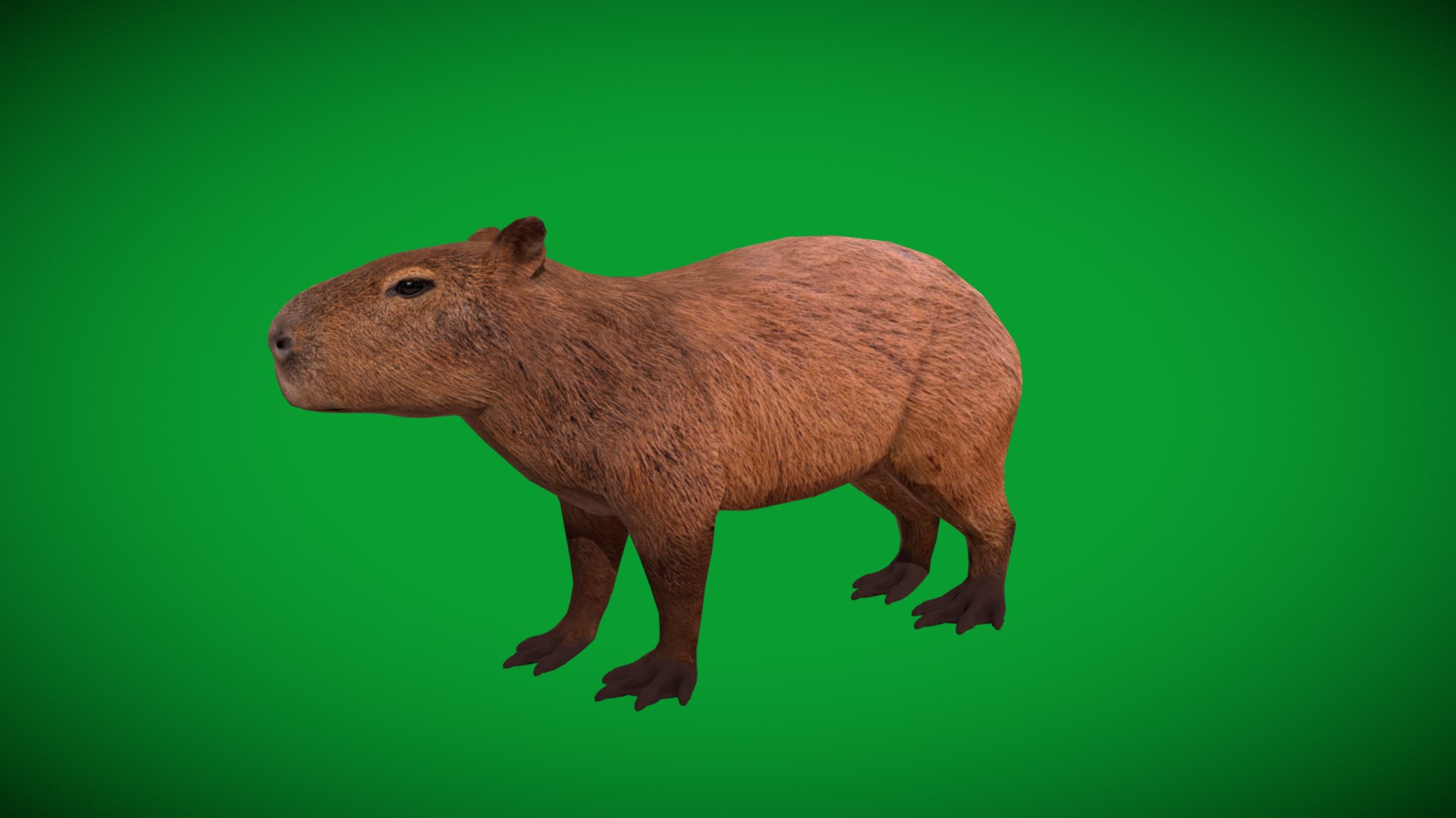Capybara Rodent Groom 3D https://p.turbosquid.com/ts-thumb/ZU/ACnSOq/5t/greater_cabypara_rodent/png/1782660895/1920x1080/fit_q87/bb9a1004924288efa18688563abd9aa2033e8900/greater_cabypara_rodent.jpg