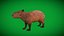 Capybara Rodent Groom