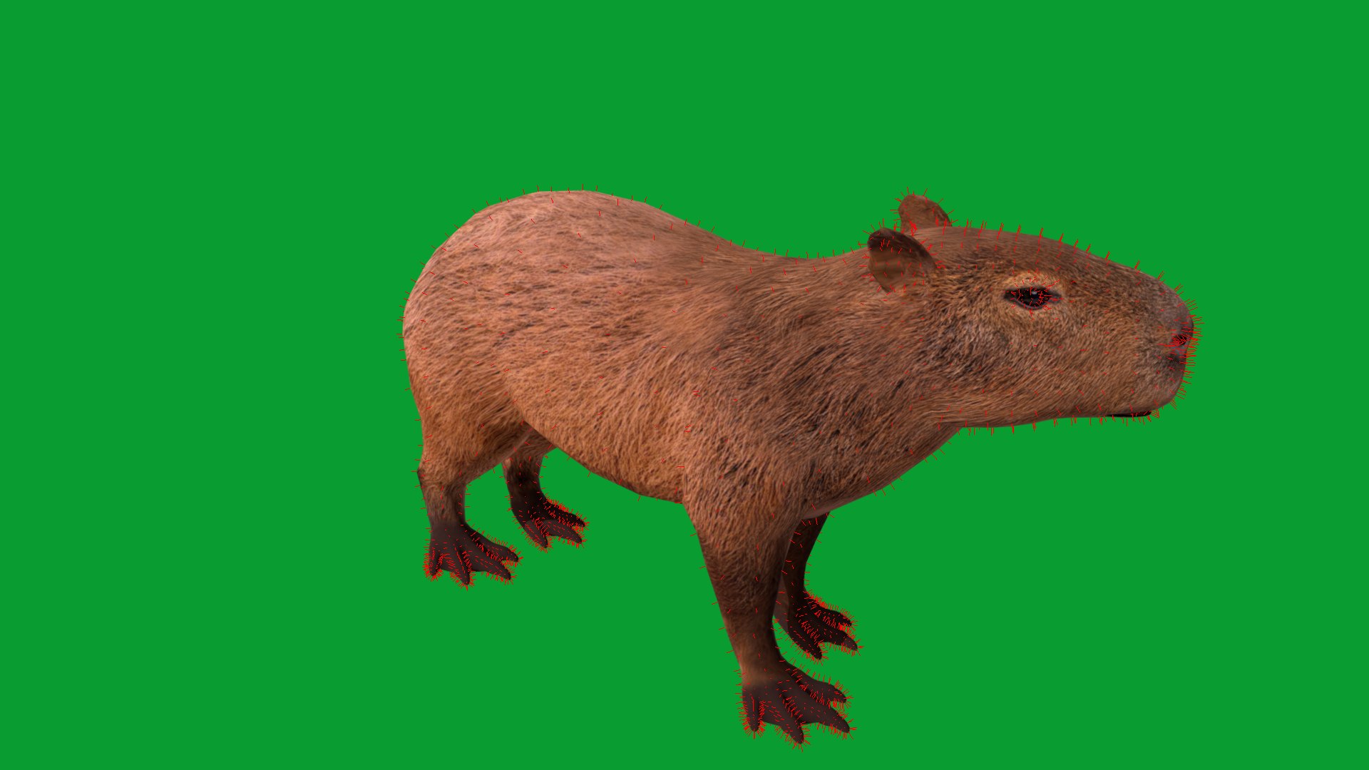 Capybara Rodent Groom 3D https://p.turbosquid.com/ts-thumb/ZU/ACnSOq/6P/greater_cabypara_rodent23/png/1782660889/1920x1080/fit_q87/f2b1cbeb7b2774404004d88025c4c05d250164dd/greater_cabypara_rodent23.jpg