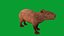 Capybara Rodent Groom