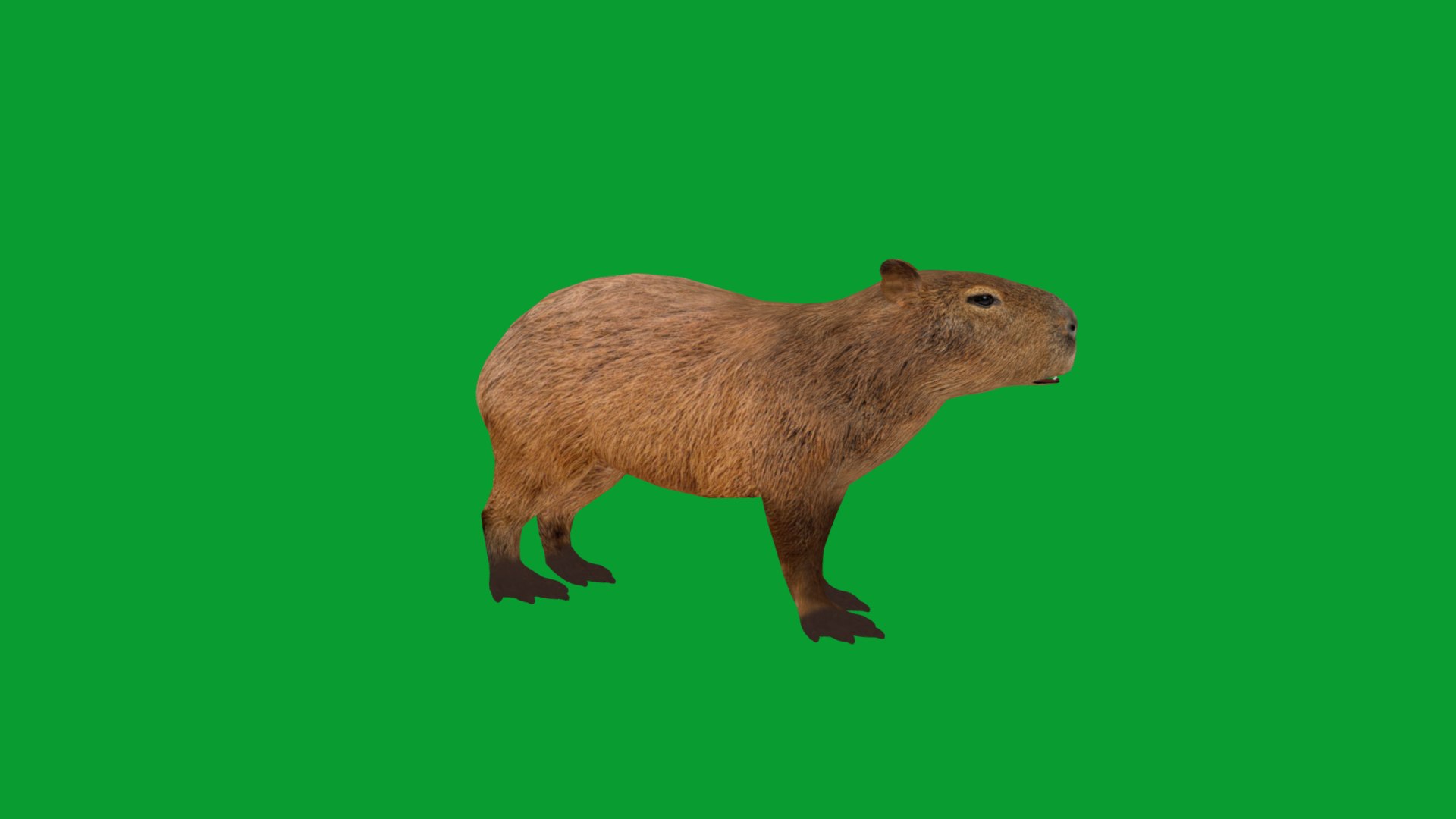 Capybara Rodent Groom 3D https://p.turbosquid.com/ts-thumb/ZU/ACnSOq/AV/greater_cabypara_rodent5/png/1782660877/1920x1080/fit_q87/9e35181860fc5dbd3a4f94b73211078a8e823aac/greater_cabypara_rodent5.jpg