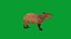 Capybara Rodent Groom