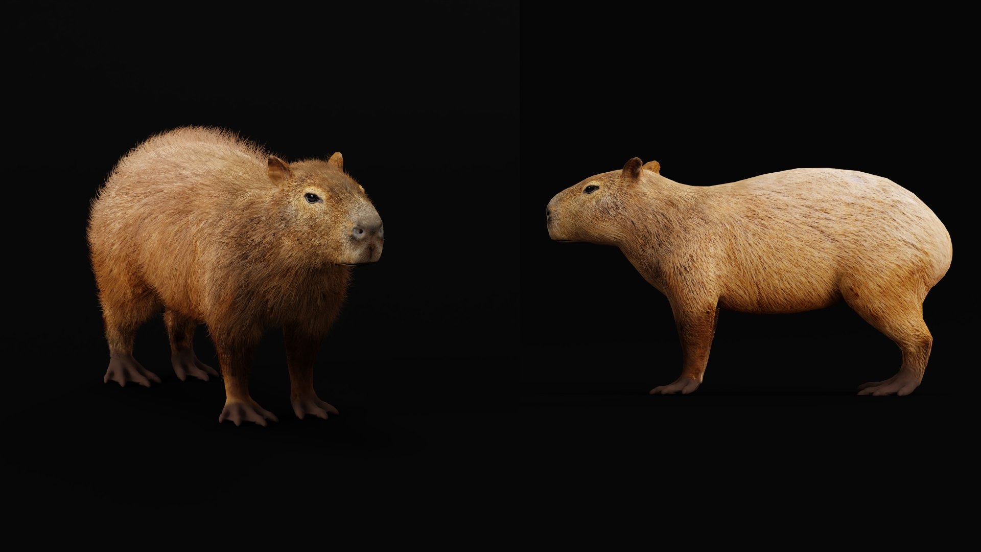 Capybara Rodent Groom 3D https://p.turbosquid.com/ts-thumb/ZU/ACnSOq/E5/greater_cabypara_rodent6/png/1782660877/1920x1080/fit_q87/e49c44fff53d943b09f4a103d7b5f5a8e3f371f4/greater_cabypara_rodent6.jpg