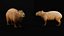 Capybara Rodent Groom