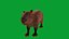 Capybara Rodent Groom