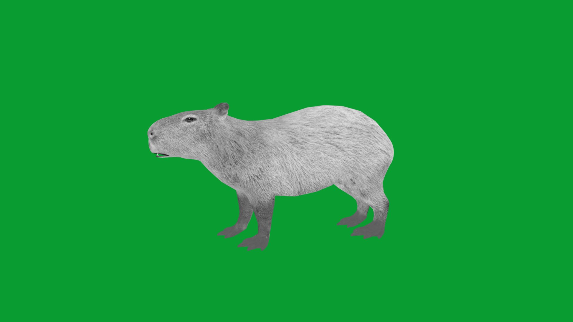 Capybara Rodent Groom 3D https://p.turbosquid.com/ts-thumb/ZU/ACnSOq/Fh/greater_cabypara_rodent13/png/1782660881/1920x1080/fit_q87/9087c608f12b66dbf8713bc2742cbe4294683573/greater_cabypara_rodent13.jpg