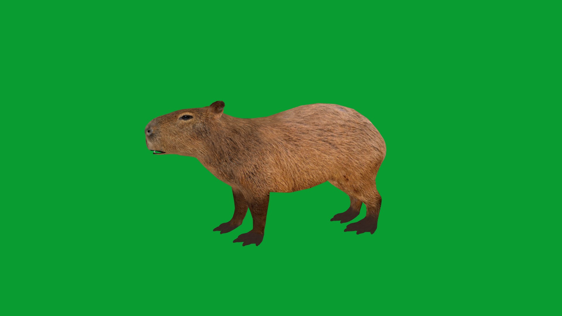 Capybara Rodent Groom 3D https://p.turbosquid.com/ts-thumb/ZU/ACnSOq/IW/greater_cabypara_rodent11/png/1782660882/1920x1080/fit_q87/1a9c9367a0d450c1683ed39045a5b53cbf44fc16/greater_cabypara_rodent11.jpg