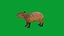 Capybara Rodent Groom