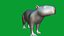 Capybara Rodent Groom