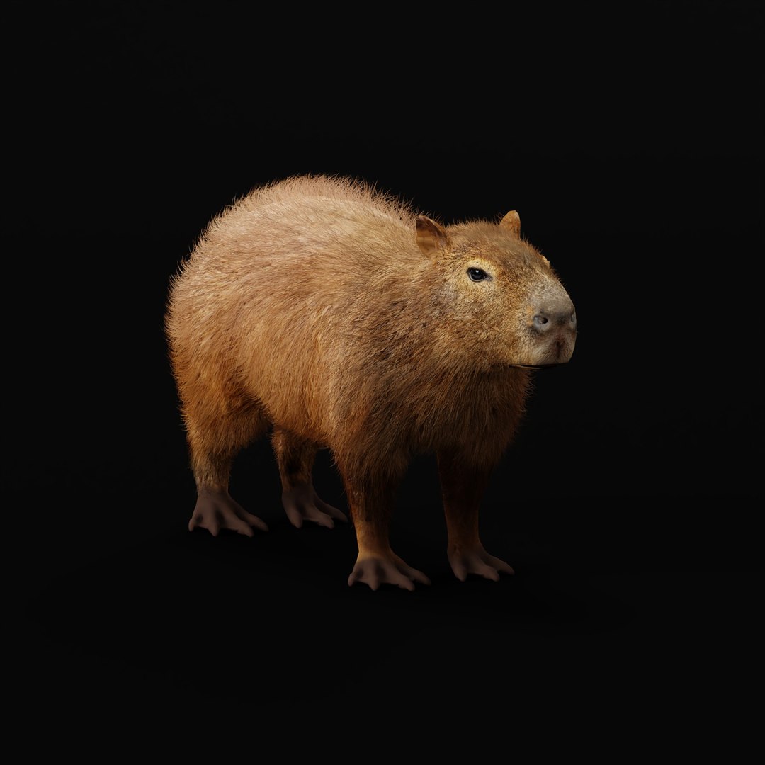 Capybara Rodent Groom 3D https://p.turbosquid.com/ts-thumb/ZU/ACnSOq/P7/capybara_rig_ao_0002/jpg/1782660870/1920x1080/fit_q87/1074a99e80aa837323b9fe21a565f104cbace16b/capybara_rig_ao_0002.jpg