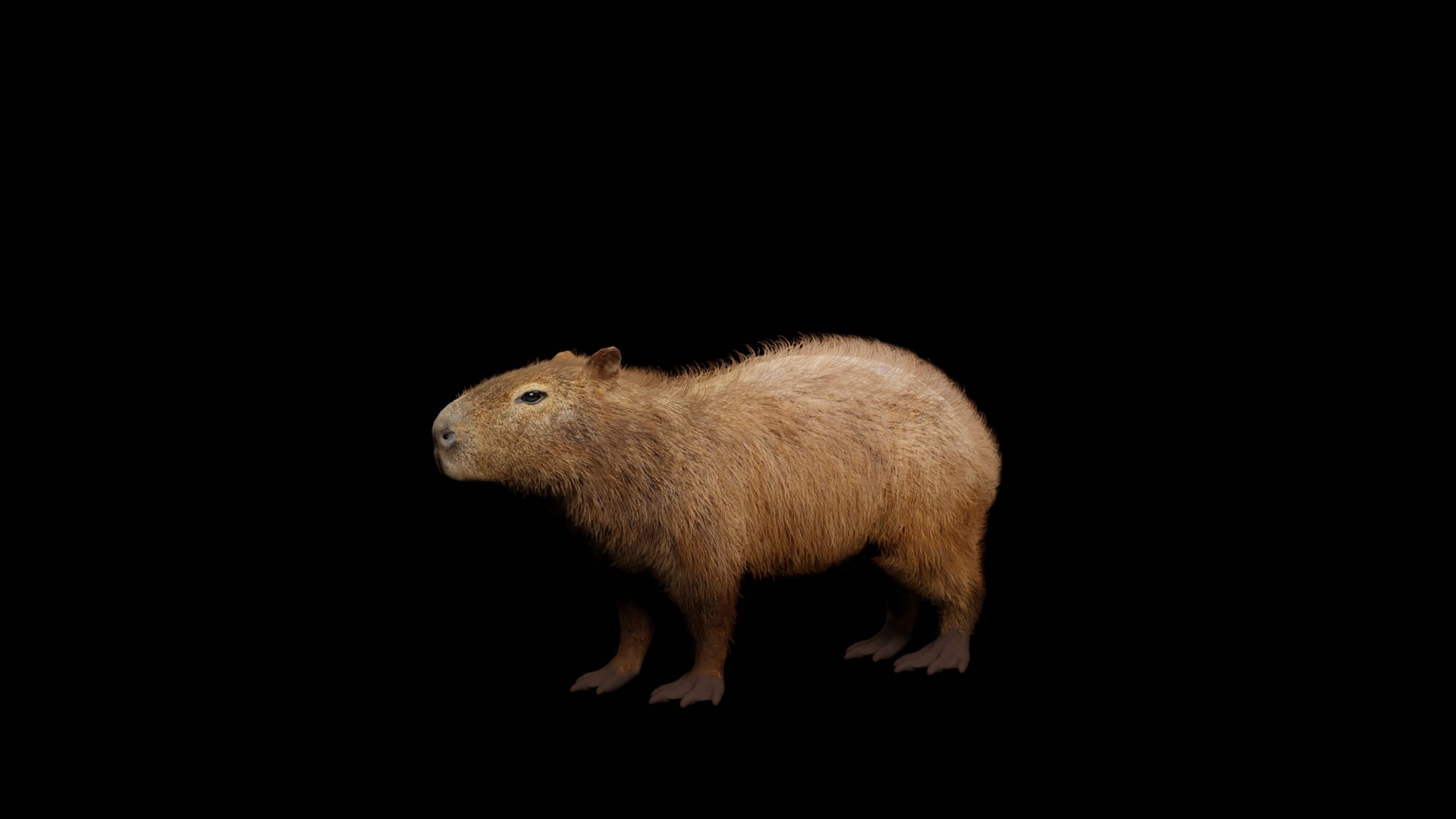 Capybara Rodent Groom 3D https://p.turbosquid.com/ts-thumb/ZU/ACnSOq/Pq/frame_0001/png/1782660826/1920x1080/fit_q87/7264943a3ab10f58051697743e1e7c807b246bcc/frame_0001.jpg