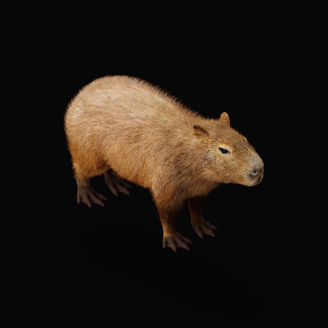 Capybara Rodent Groom 3D https://p.turbosquid.com/ts-thumb/ZU/ACnSOq/Pu/capybara_rig_ao_0006/jpg/1782660872/1920x1080/fit_q87/d9f944337634132893c3da30229ad32b26235655/capybara_rig_ao_0006.jpg