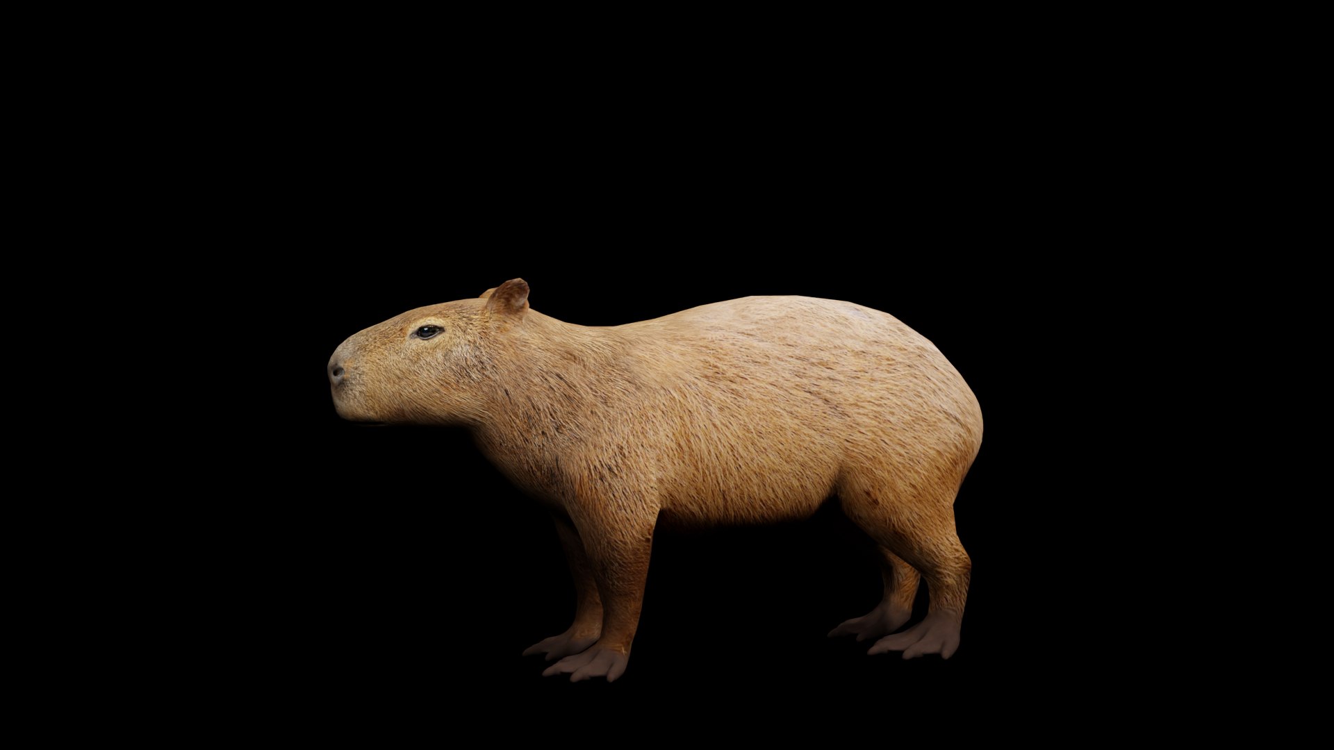 Capybara Rodent Groom 3D https://p.turbosquid.com/ts-thumb/ZU/ACnSOq/Q1/nogroom_render_capybarav3/png/1782660832/1920x1080/fit_q87/42d884176df10e6ffbfd979d1d784a379b9005a9/nogroom_render_capybarav3.jpg