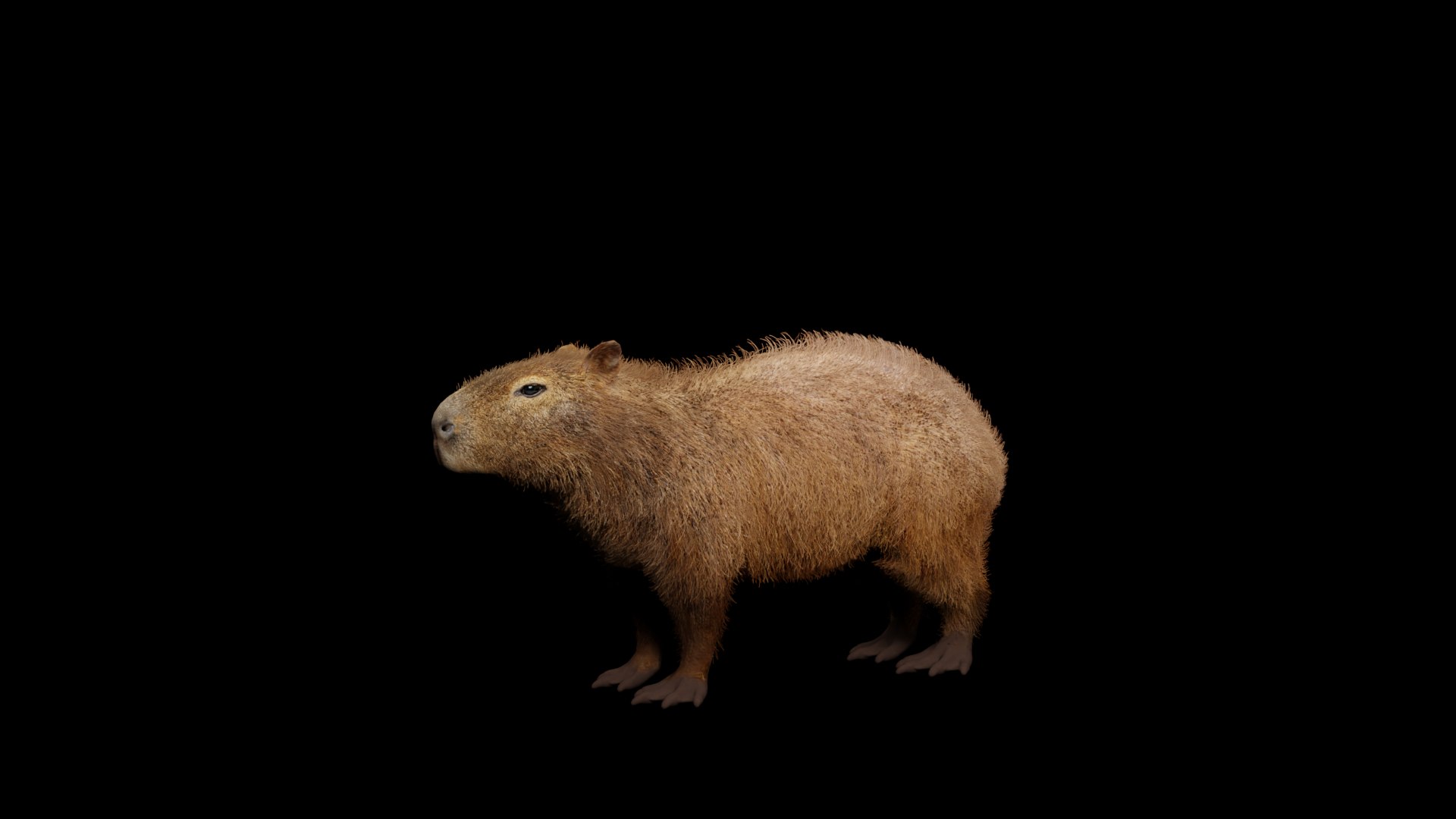 Capybara Rodent Groom 3D https://p.turbosquid.com/ts-thumb/ZU/ACnSOq/Q5/cycle_render_capybarav3/png/1782660826/1920x1080/fit_q87/a5be2b808c3bccf594f81d863418d5c176ee7403/cycle_render_capybarav3.jpg