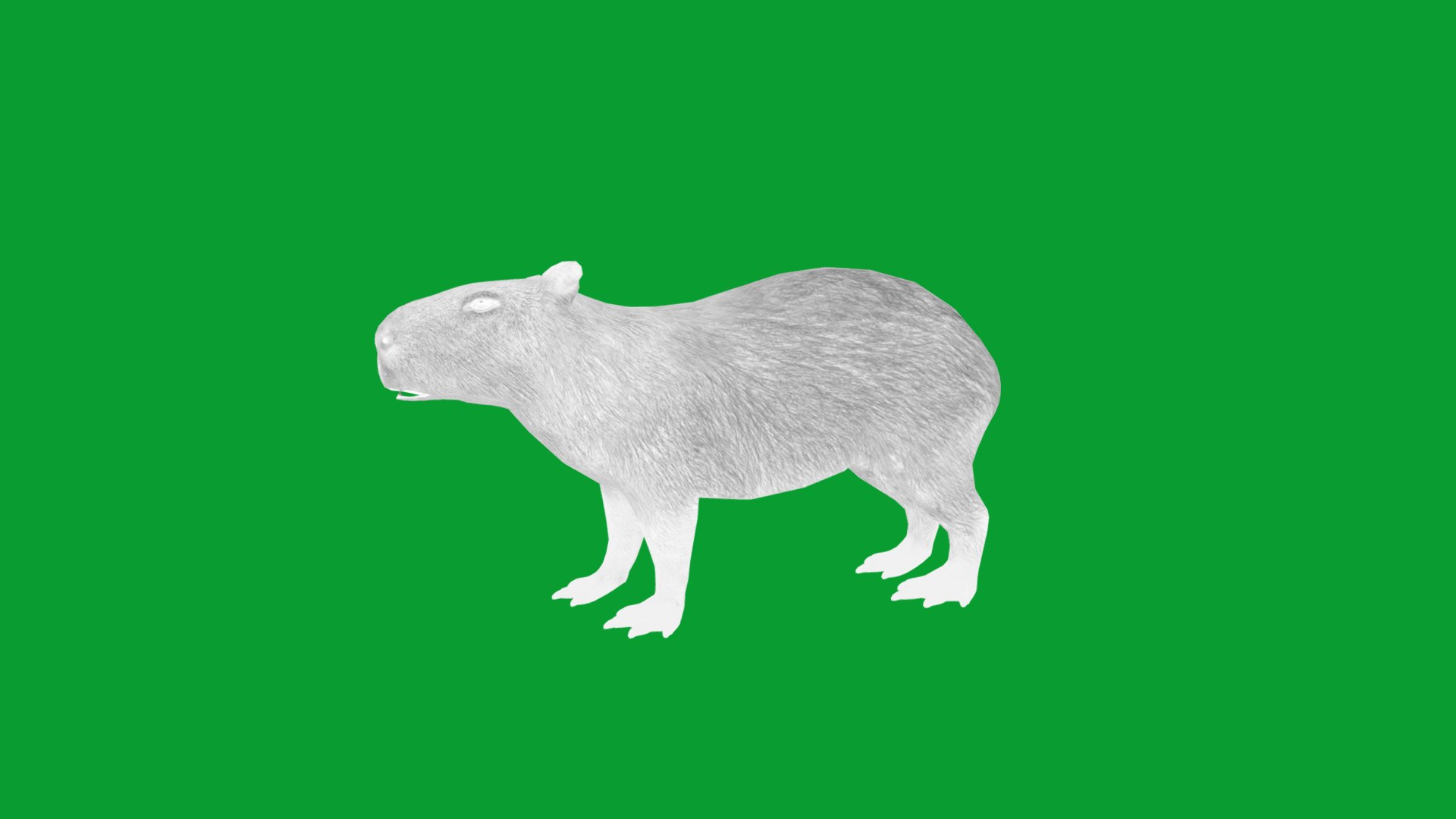 Capybara Rodent Groom 3D https://p.turbosquid.com/ts-thumb/ZU/ACnSOq/VS/greater_cabypara_rodent12/png/1782660881/1920x1080/fit_q87/5d9ee008208c766ce44caa283e0e89f45f5ea7f6/greater_cabypara_rodent12.jpg