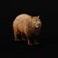 Capybara Rodent Groom