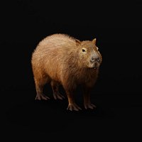 Capybara Rodent Groom