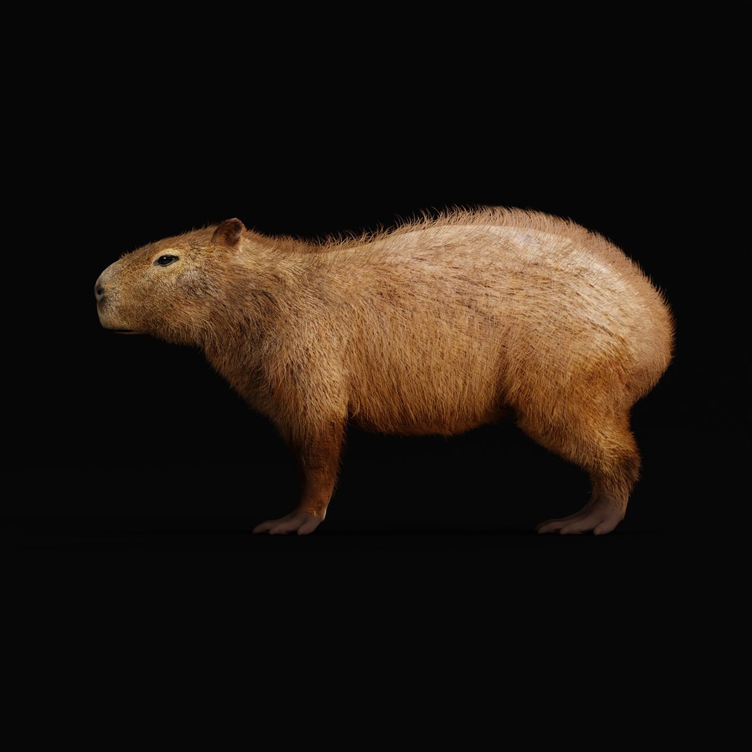 Capybara Rodent Groom 3D https://p.turbosquid.com/ts-thumb/ZU/ACnSOq/YM/capybara_rig_ao_0004/jpg/1782660871/1920x1080/fit_q87/60b9874d6c1833d96994aac93adf98ab554a32ea/capybara_rig_ao_0004.jpg
