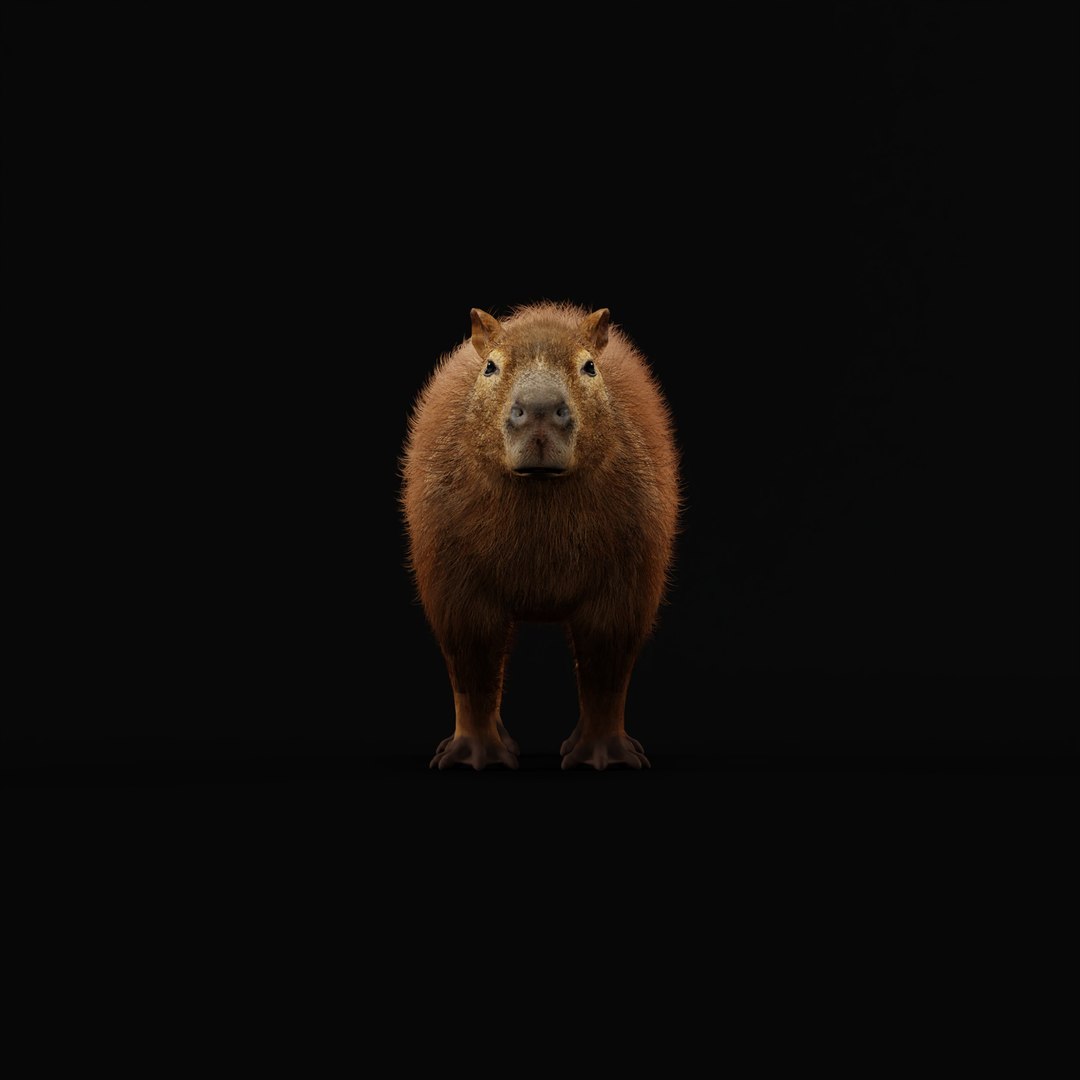 Capybara Rodent Groom 3D https://p.turbosquid.com/ts-thumb/ZU/ACnSOq/c7/capybara_rig_ao_0003/jpg/1782660870/1920x1080/fit_q87/556c1d0a692f408815b7db3184d1bc33c0615fe9/capybara_rig_ao_0003.jpg