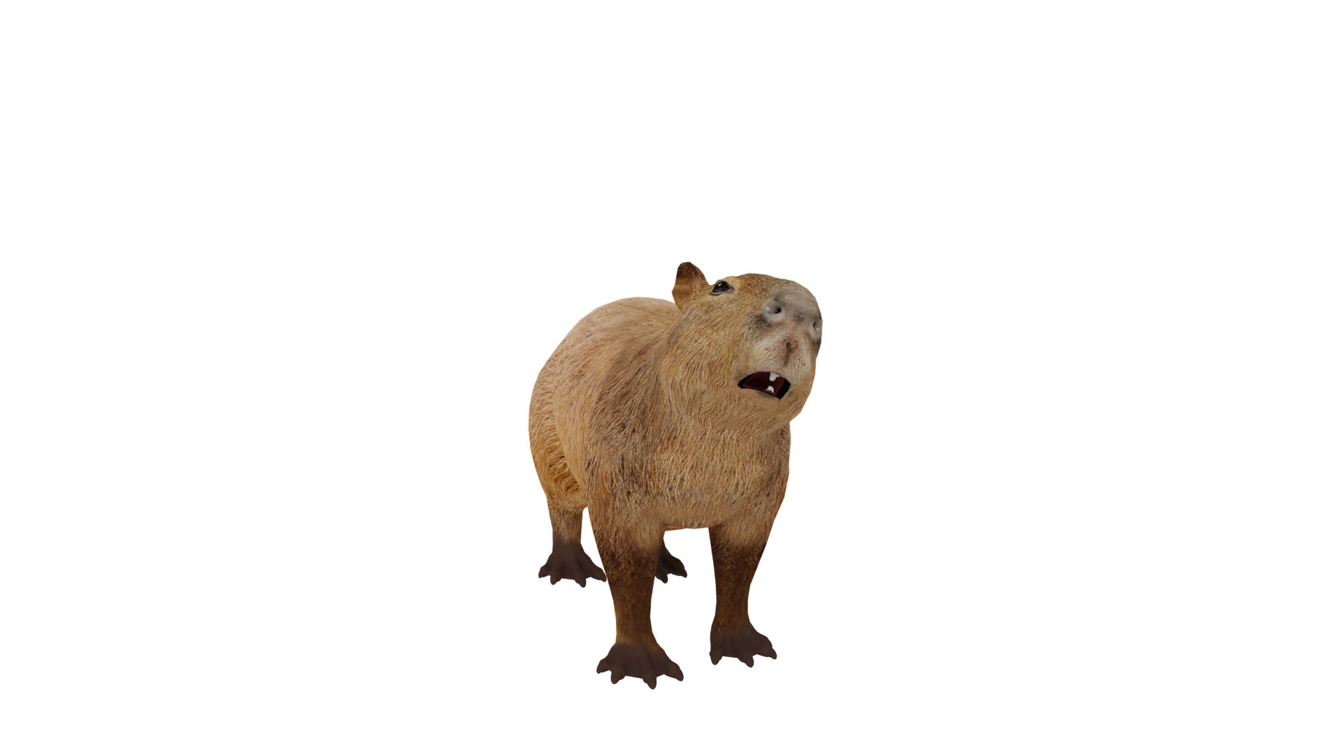 Capybara Rodent Groom 3D https://p.turbosquid.com/ts-thumb/ZU/ACnSOq/gF/capybara_updated2/png/1782660823/1920x1080/fit_q87/472e327c3db4370834f839e5c907a057eef96568/capybara_updated2.jpg