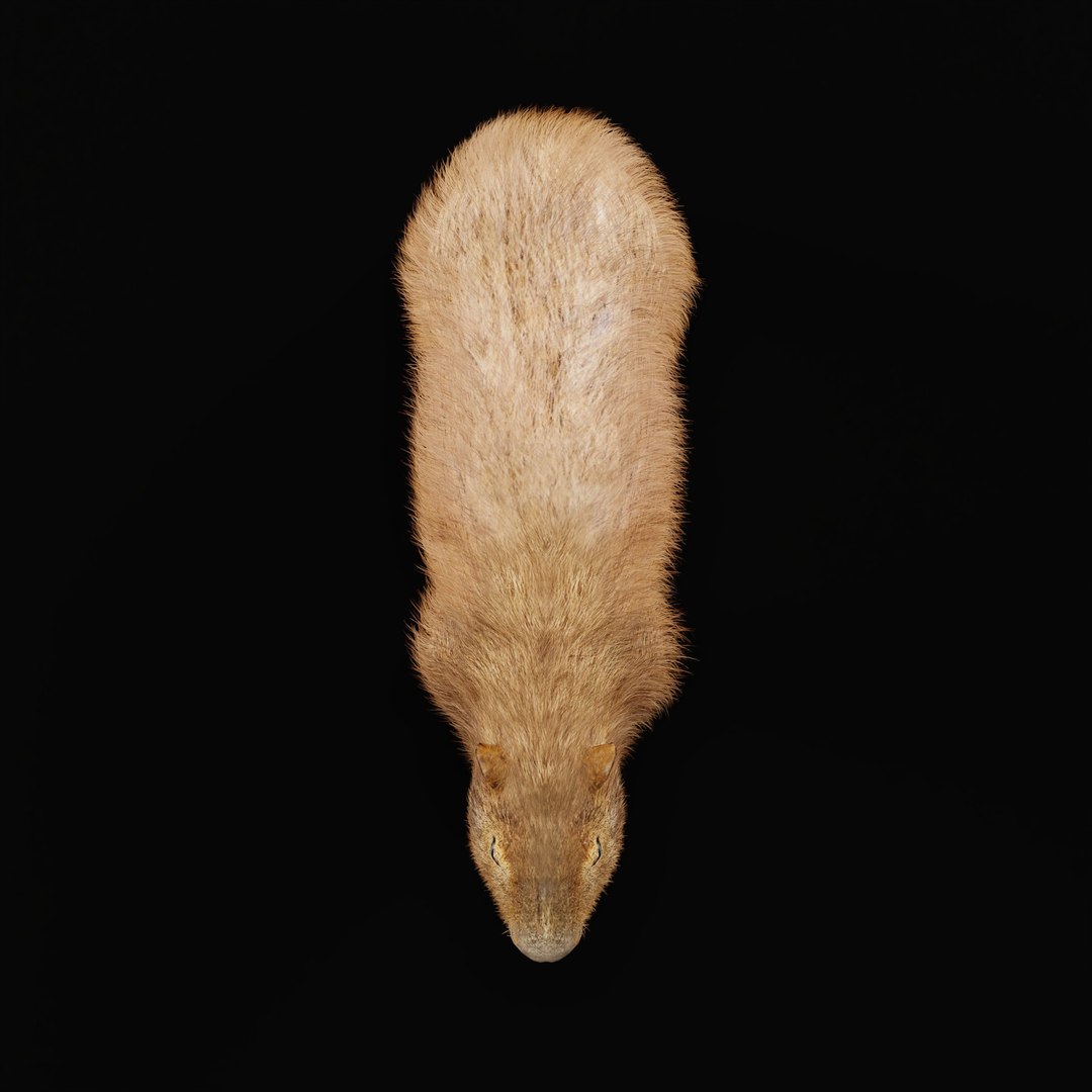 Capybara Rodent Groom 3D https://p.turbosquid.com/ts-thumb/ZU/ACnSOq/gM/capybara_rig_ao_0005/jpg/1782660872/1920x1080/fit_q87/bf9641d38e3f081bb4d1944576d25bc96c5c2bee/capybara_rig_ao_0005.jpg