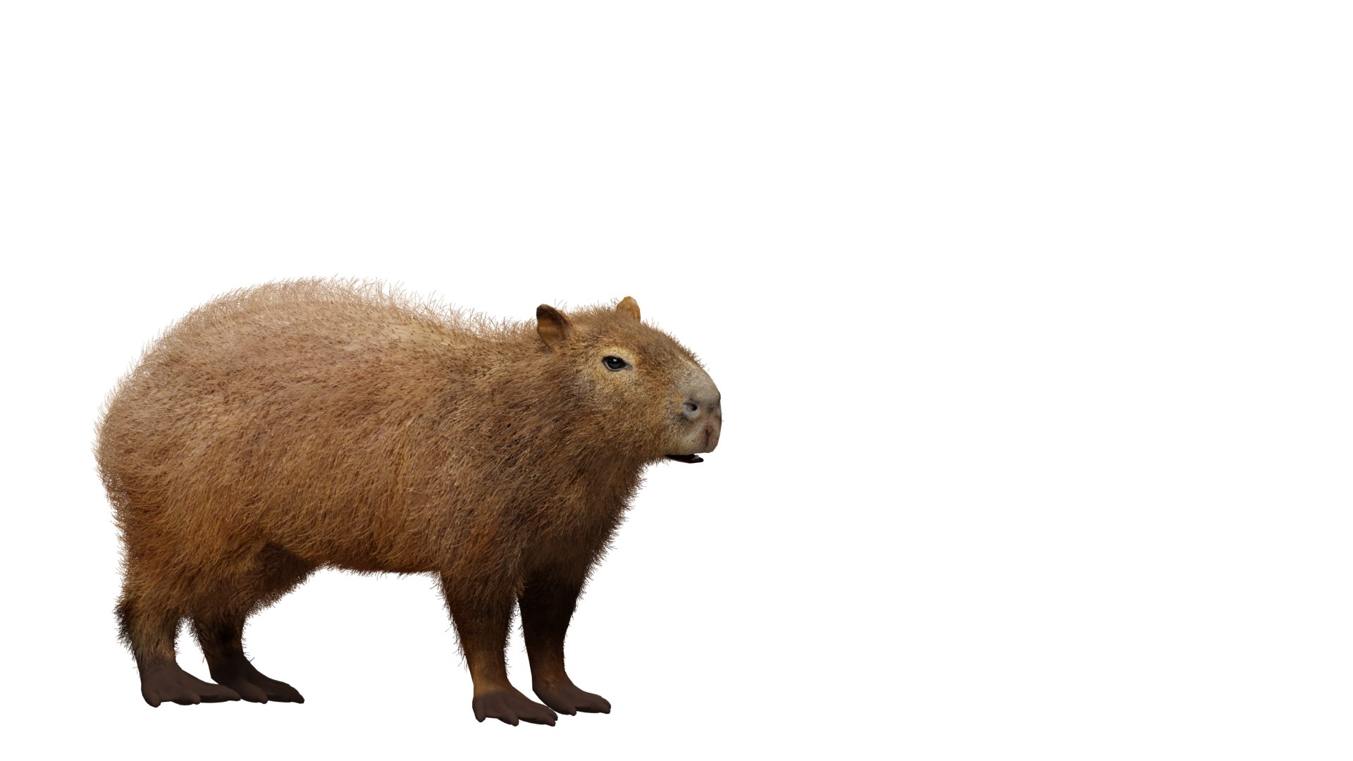 Capybara Rodent Groom 3D https://p.turbosquid.com/ts-thumb/ZU/ACnSOq/h2/groom_capybarav3_geometry_node/png/1782660829/1920x1080/fit_q87/5276a2de3e42fdf200e8c069effd77abb643e6da/groom_capybarav3_geometry_node.jpg