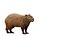 Capybara Rodent Groom