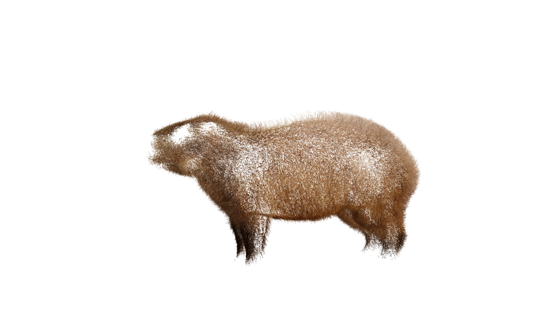 Capybara Rodent Groom 3D https://p.turbosquid.com/ts-thumb/ZU/ACnSOq/hd/groom_capybarav3/png/1782660828/1920x1080/fit_q87/d181845a8b9ec8bb81c23b25a407c3853903268d/groom_capybarav3.jpg