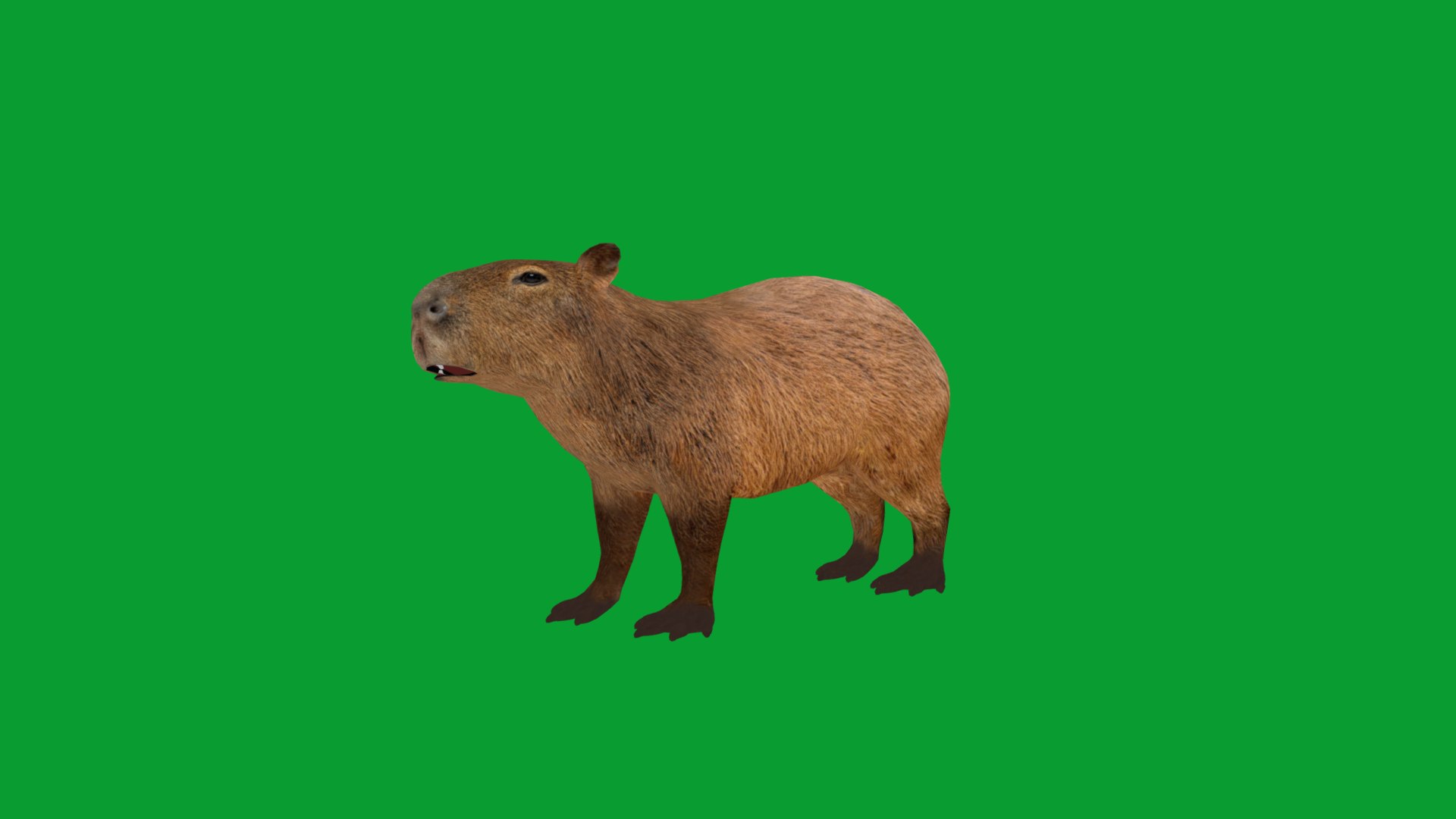 Capybara Rodent Groom 3D https://p.turbosquid.com/ts-thumb/ZU/ACnSOq/iC/greater_cabypara_rodent10/png/1782660880/1920x1080/fit_q87/3bbd6dcf730ab17e94d309e66f7c57e7727aea97/greater_cabypara_rodent10.jpg