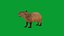 Capybara Rodent Groom
