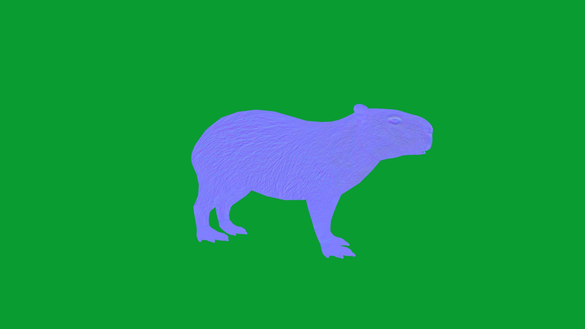 Capybara Rodent Groom 3D https://p.turbosquid.com/ts-thumb/ZU/ACnSOq/kP/greater_cabypara_rodent4/png/1782660877/1920x1080/fit_q87/ad319f2dfaffef22dab7a8153f2e61539c5c9ec3/greater_cabypara_rodent4.jpg