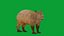 Capybara Rodent Groom