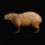 Capybara Rodent Groom