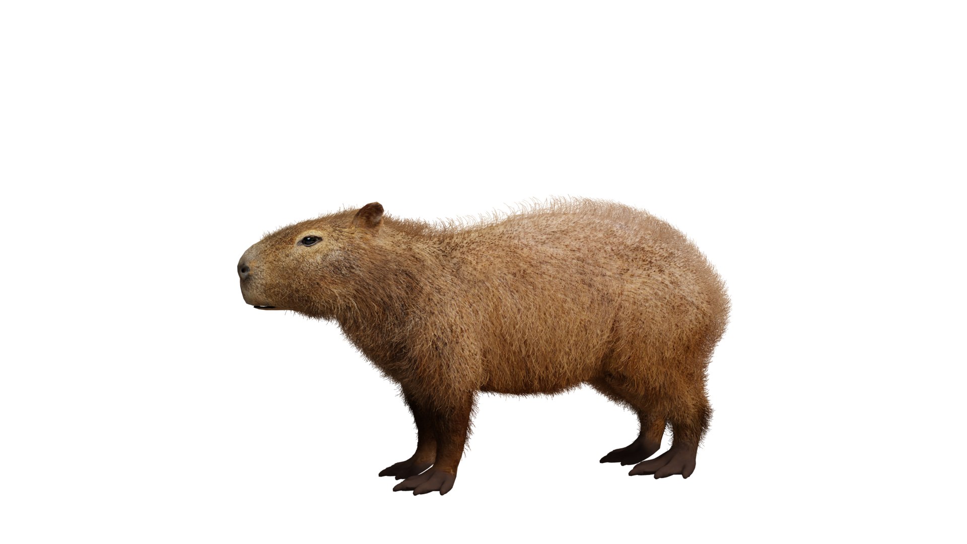 Capybara Rodent Groom 3D https://p.turbosquid.com/ts-thumb/ZU/ACnSOq/tO/groom_renders_capybarav3/png/1782660830/1920x1080/fit_q87/69d232799d803d29fe944c46ac6abcc44d29154d/groom_renders_capybarav3.jpg