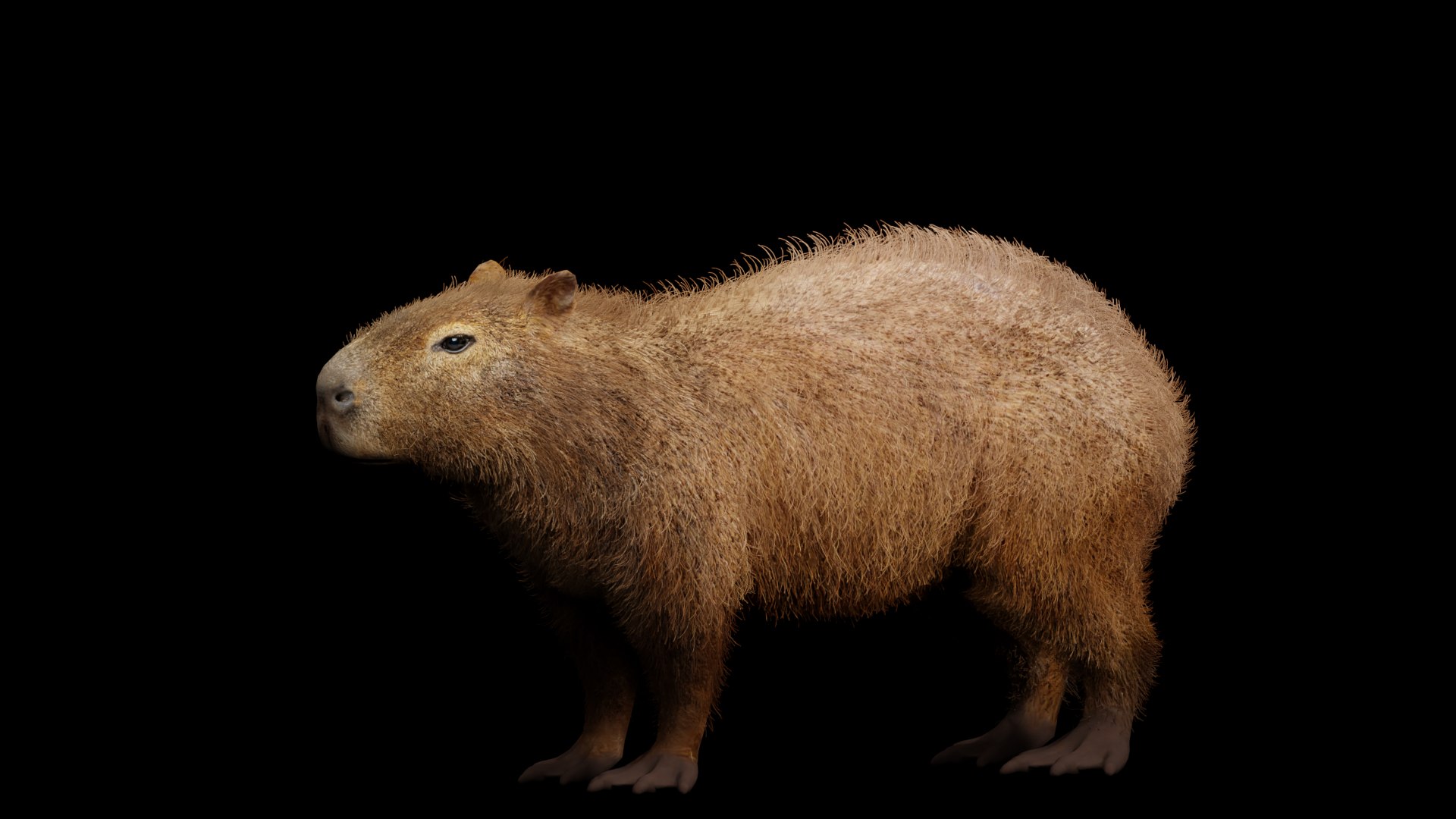 Capybara Rodent Groom 3D https://p.turbosquid.com/ts-thumb/ZU/ACnSOq/tW/groom_render_capybarav3/png/1782660830/1920x1080/fit_q87/9c3f1dbe9d2225d5f966db0a44f87c053e961575/groom_render_capybarav3.jpg