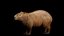 Capybara Rodent Groom
