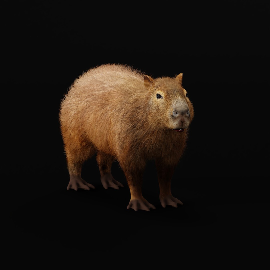 Capybara Rodent Groom 3D https://p.turbosquid.com/ts-thumb/ZU/ACnSOq/yU/capybara_rig_ao_0007/jpg/1782660873/1920x1080/fit_q87/a79637a1d7ec735809353b0e125c689a864f495d/capybara_rig_ao_0007.jpg