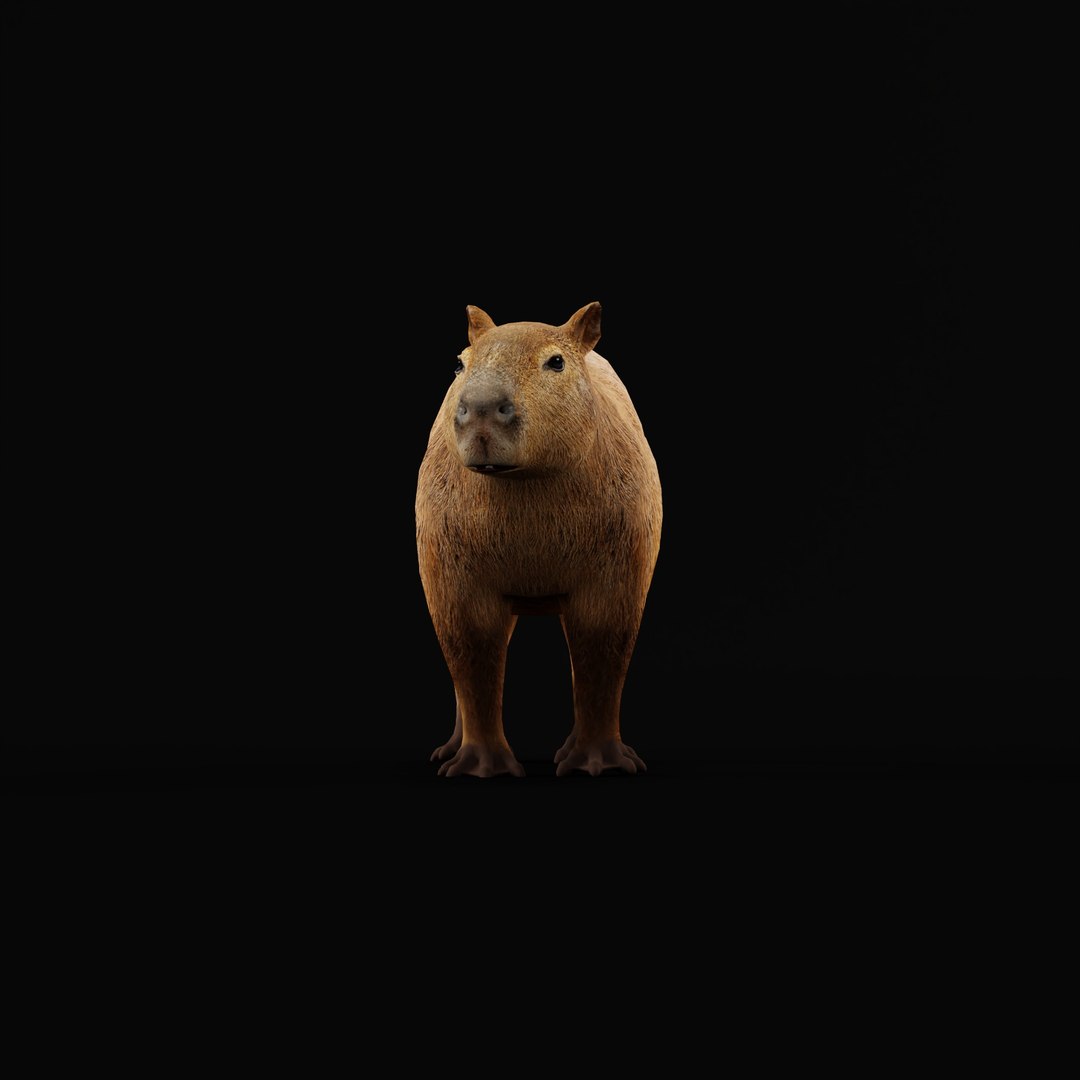 Capybara Rodent Groom 3D https://p.turbosquid.com/ts-thumb/ZU/ACnSOq/zz/capybara_rig_ao_0000/jpg/1782660868/1920x1080/fit_q87/dbf70bda8fcddd750167cb97d7215e7f24799e33/capybara_rig_ao_0000.jpg