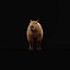 Capybara Rodent Groom