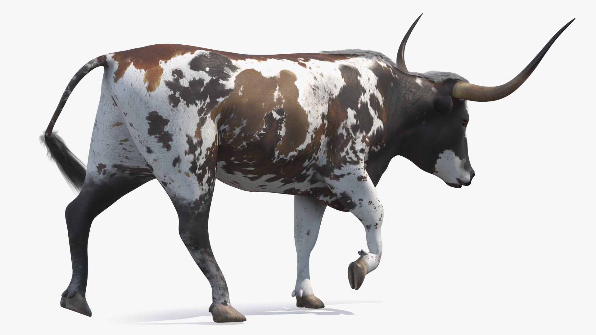 3D Texas Longhorn Mottled Brown Rigged for Cinema 4D model https://p.turbosquid.com/ts-thumb/ZU/KE5yXx/9I/texaslonghornmottledbrownriggedforcinema4dvray3dmodel029/jpg/1712794646/1920x1080/fit_q87/ae631670338e5ca90239c288bca14cb7595f9b0a/texaslonghornmottledbrownriggedforcinema4dvray3dmodel029.jpg