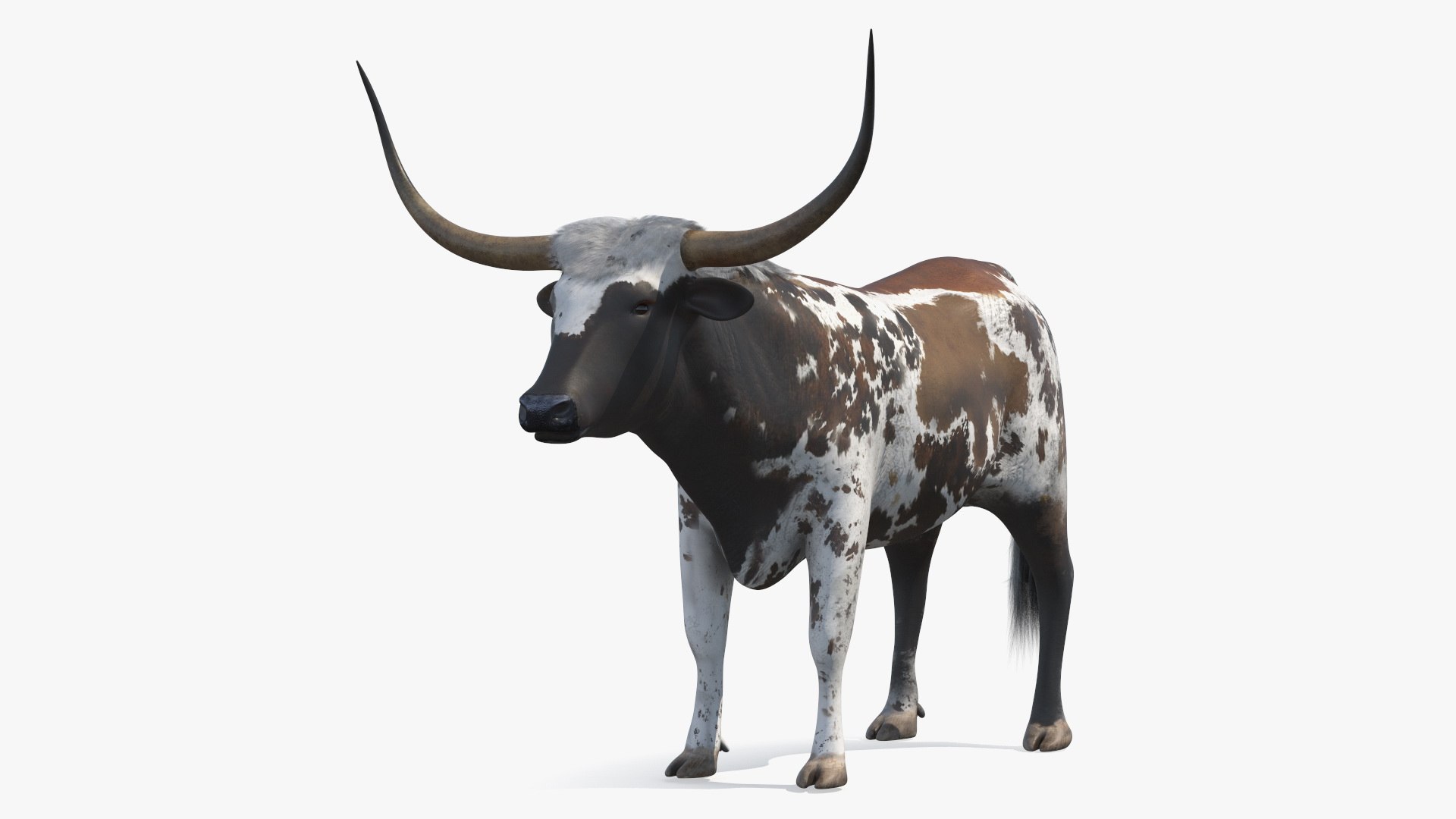 3D Texas Longhorn Mottled Brown Rigged for Cinema 4D model https://p.turbosquid.com/ts-thumb/ZU/KE5yXx/Fv/texaslonghornmottledbrownriggedforcinema4dvray3dmodel022/jpg/1712794619/1920x1080/fit_q87/36952bd6604873e0b309d9530c5c088394e0c354/texaslonghornmottledbrownriggedforcinema4dvray3dmodel022.jpg