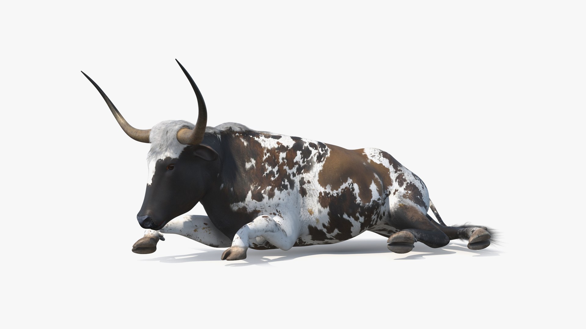 Texas Longhorn Mottled Brown Rigged for Cinema 4D 3D model preview