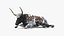 Texas Longhorn Mottled Brown Rigged for Cinema 4D