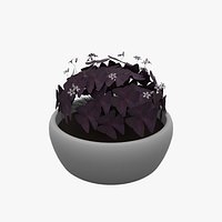 Oxalis Triangularis 3D Model