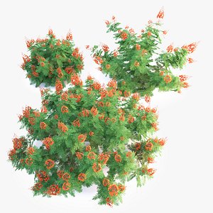 Pride of Barbados 3D model