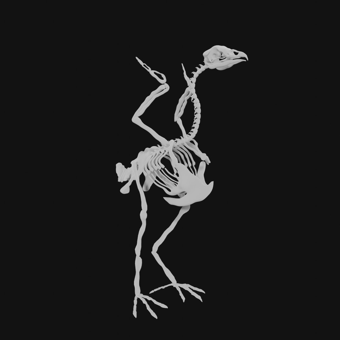 3D Turkey Skeleton TurboSquid 1986110