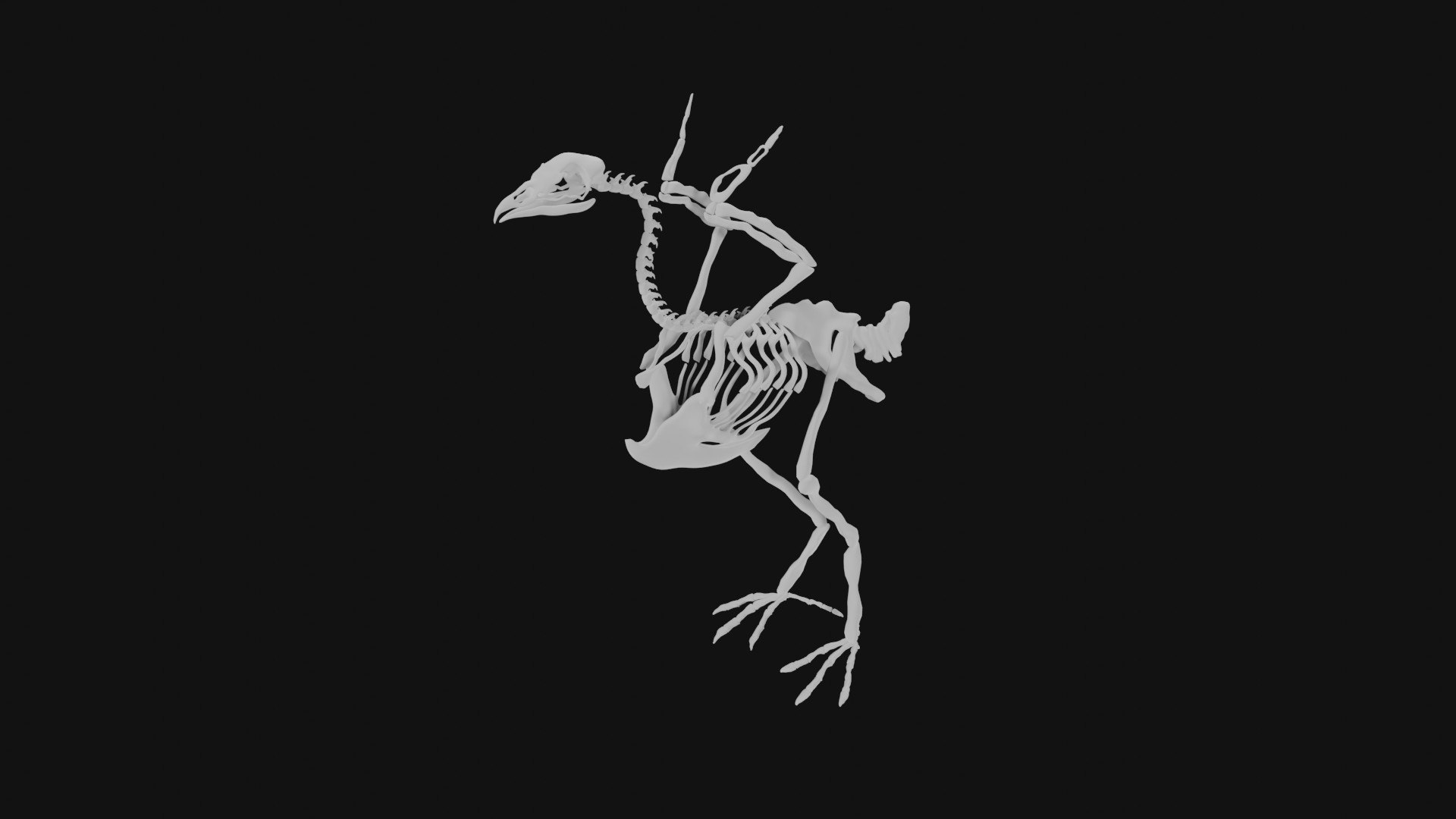 3D Turkey Skeleton TurboSquid 1986110