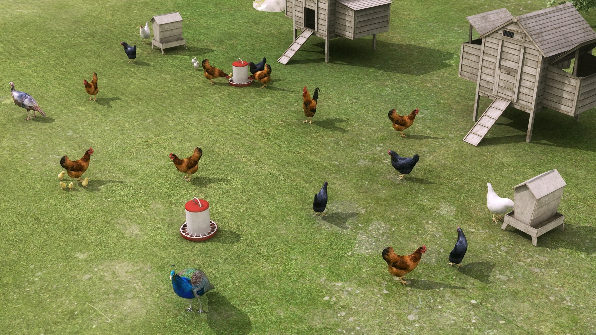 3D Chicken Coop And Chickens Model - TurboSquid 2488060